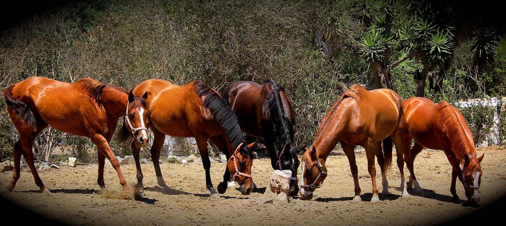 Barking Elf Ranch Horses